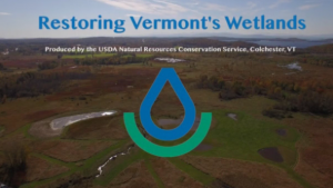 Restoring Vermont's Wetlands